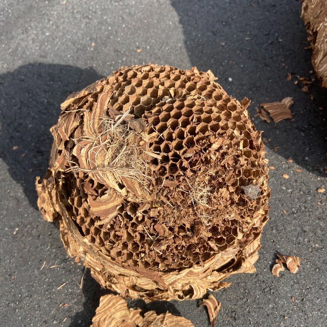 お値引き スズメバチの巣 魔除け 商売繁盛 縁起物