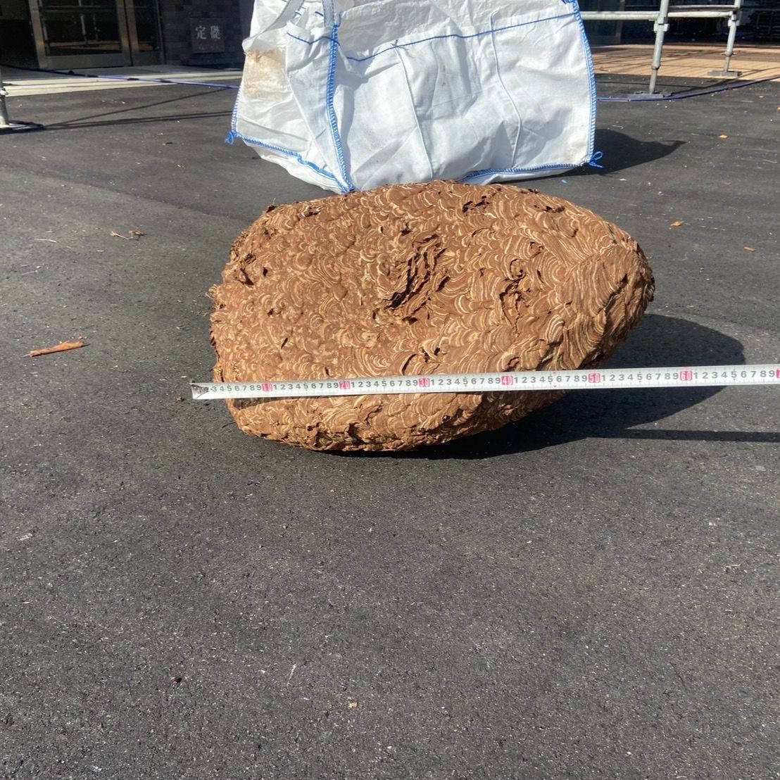 スズメバチの巣