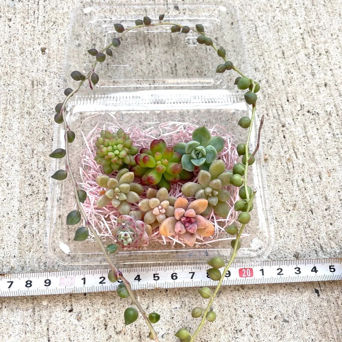 ☆多肉植物カット苗詰め合わせ➀番☆寄せ植えセット☆ルビーティント