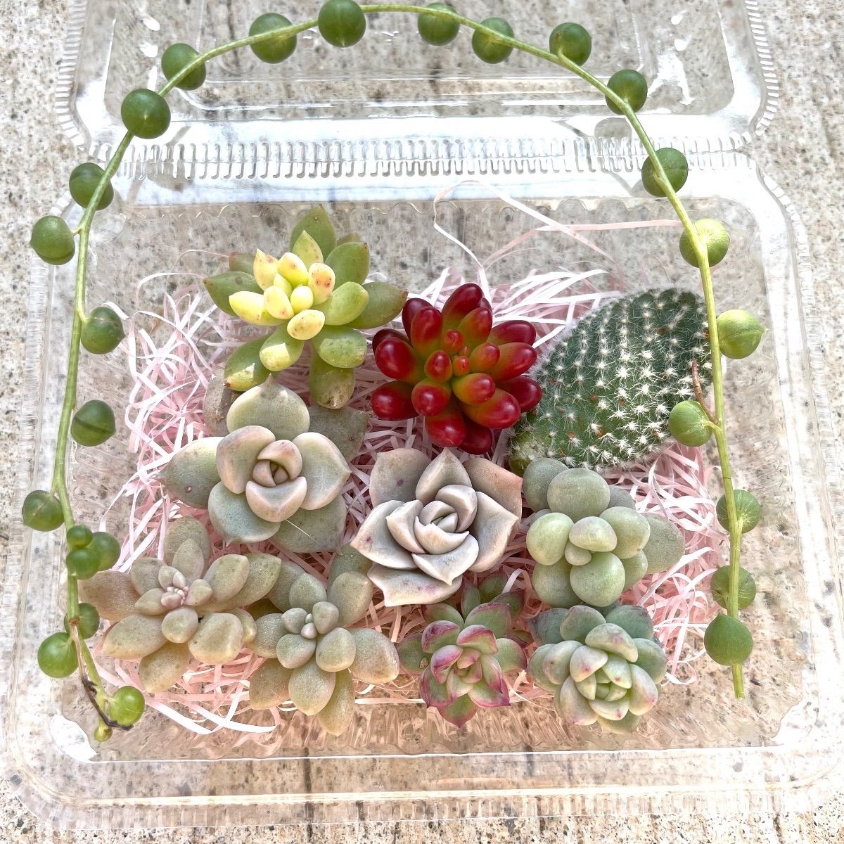 ☆多肉植物カット苗詰め合わせ➄番☆寄せ植えセット☆エケベリア小苗