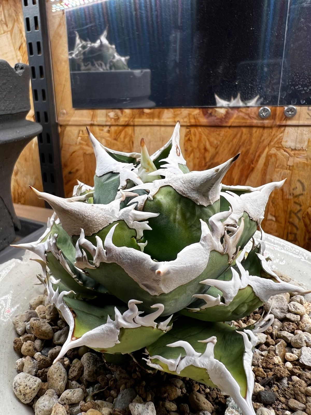 アガベ 大白鯊（Lize血統） - メルカリ