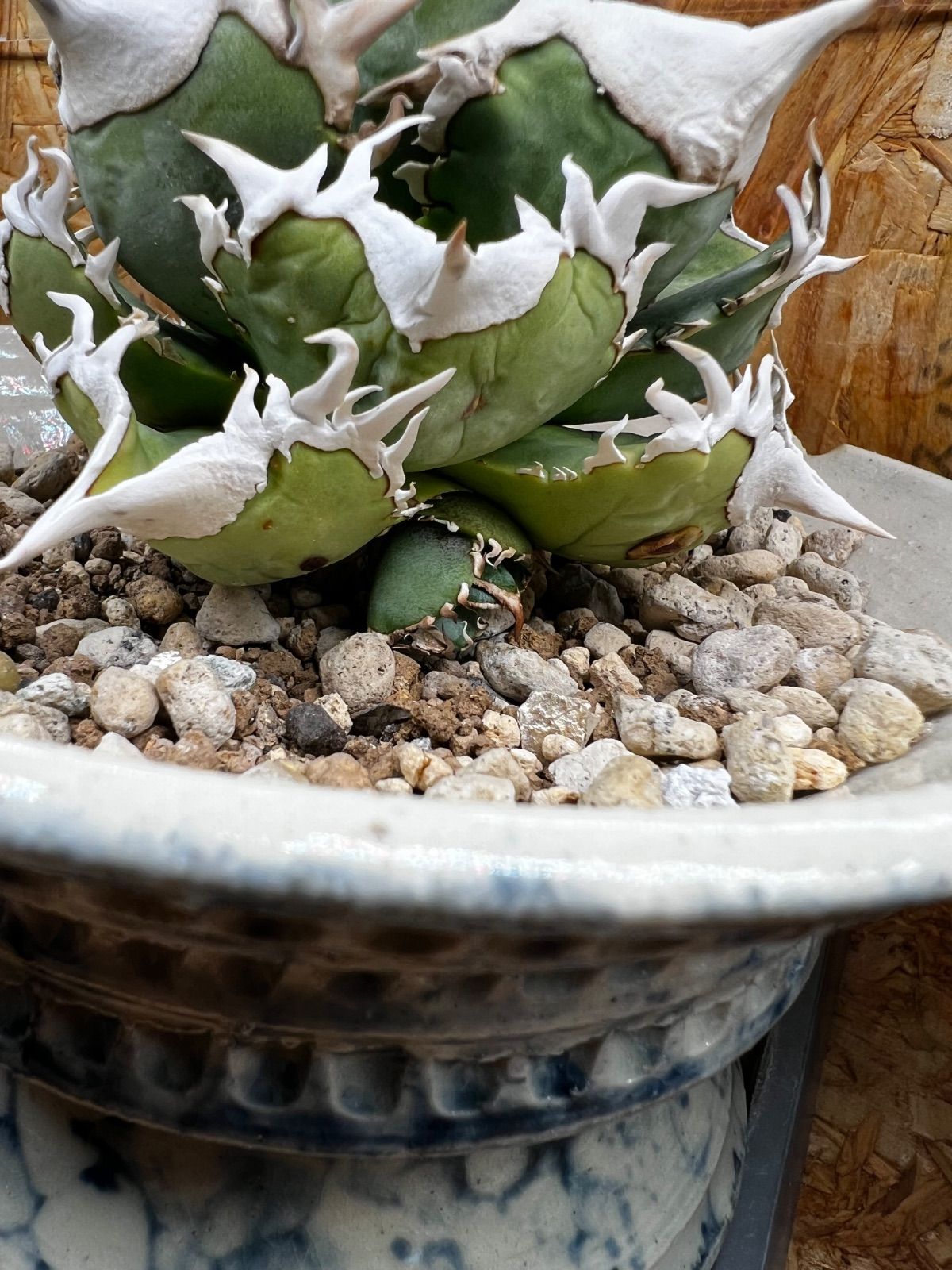 アガベ 大白鯊（Lize血統） - メルカリ