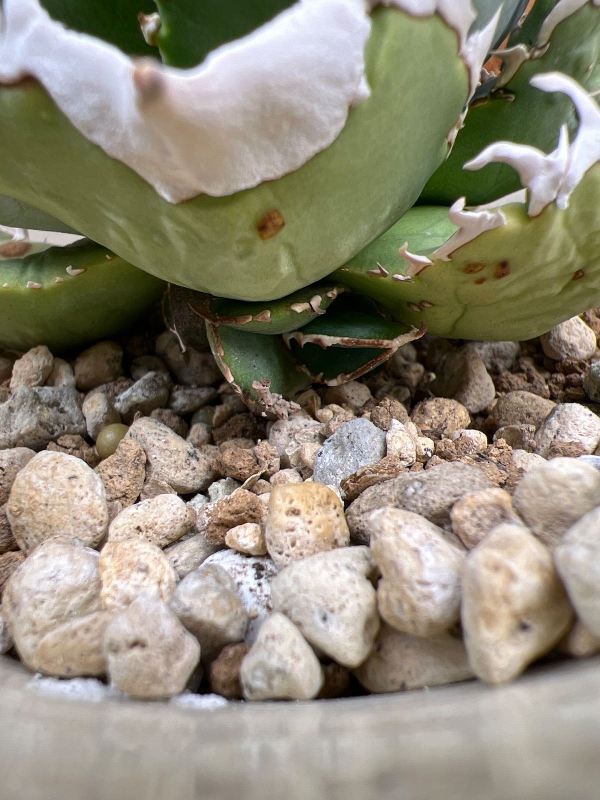 アガベ 大白鯊（Lize血統） - メルカリ