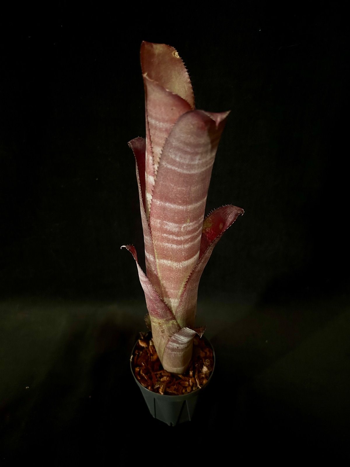 Billbergia 'Darth Vader Red'｜ダースベイダーレッド｜発色良株【現品