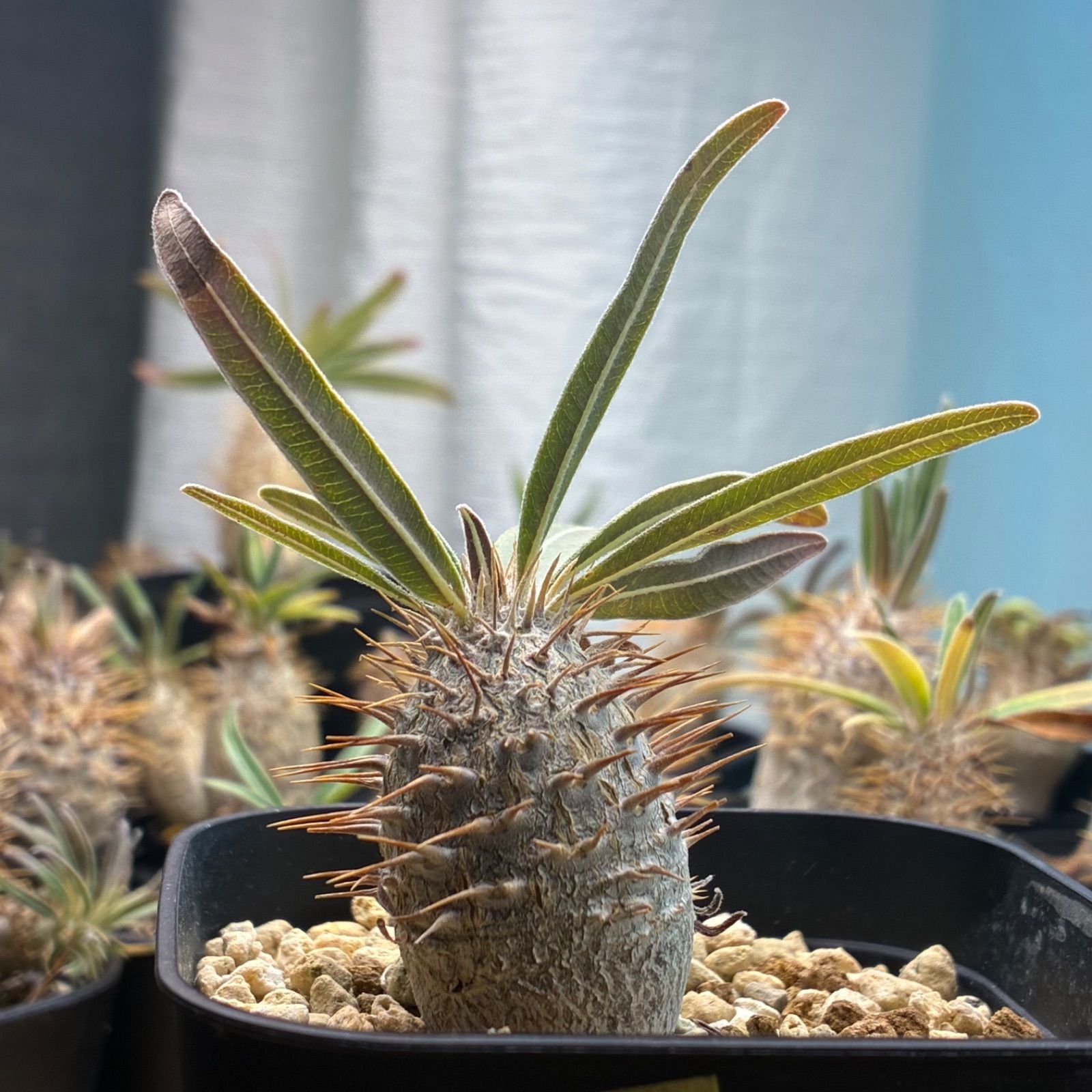 塊根植物】パキポディウム グラキリス 鉢ごと発送 送料無料 #233