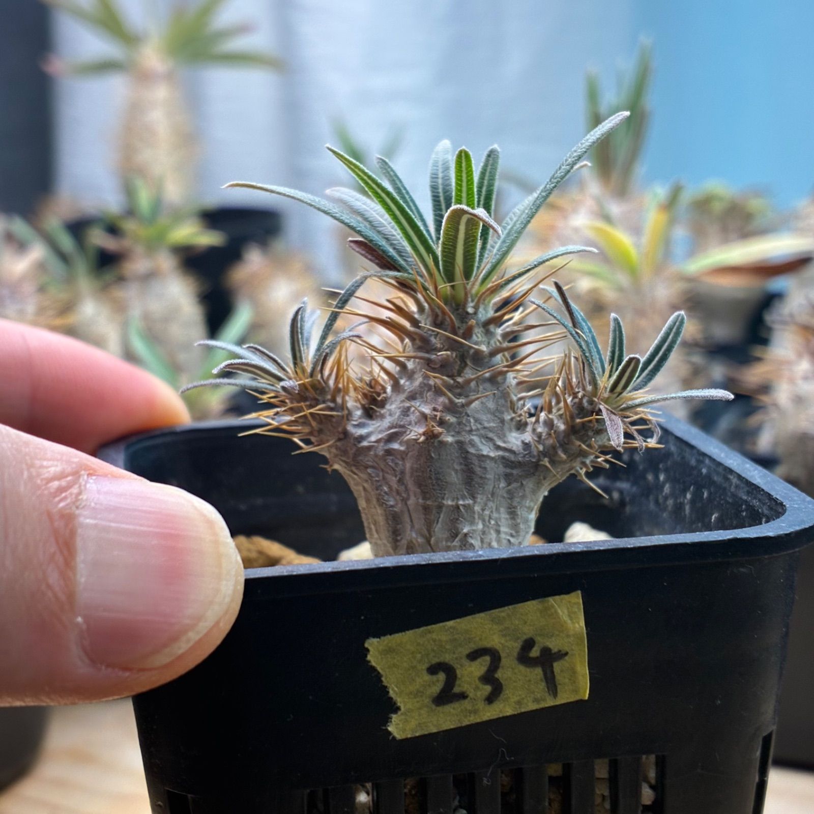 塊根植物】パキポディウム グラキリス 鉢ごと発送 送料無料 #234