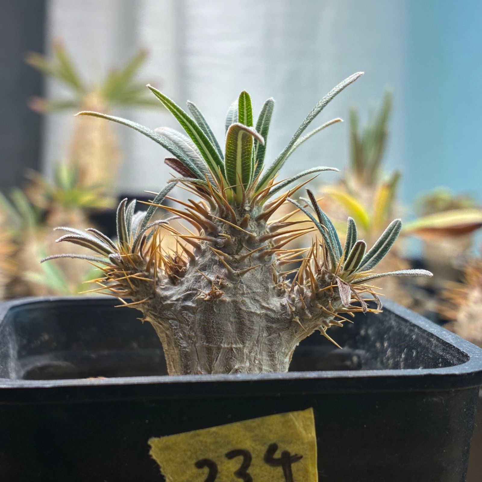 塊根植物】パキポディウム グラキリス 鉢ごと発送 送料無料 #234