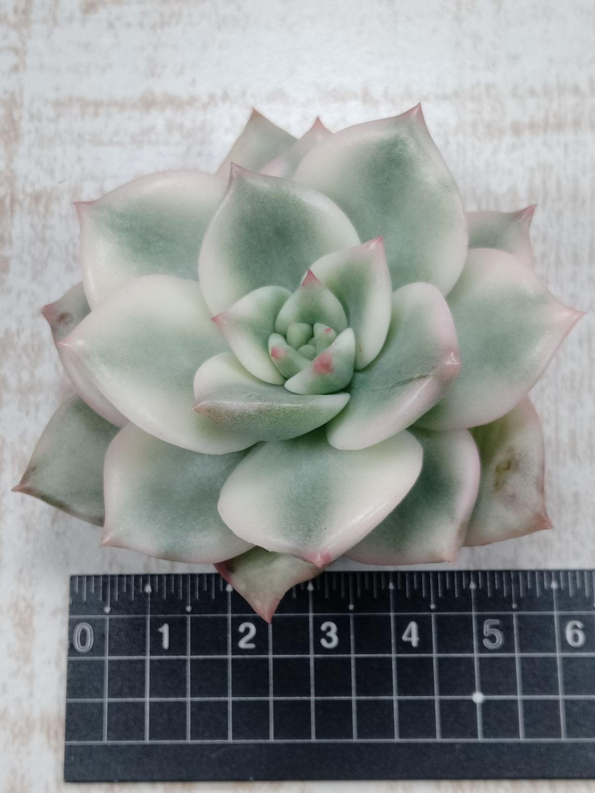 虹錦 - メルカリ