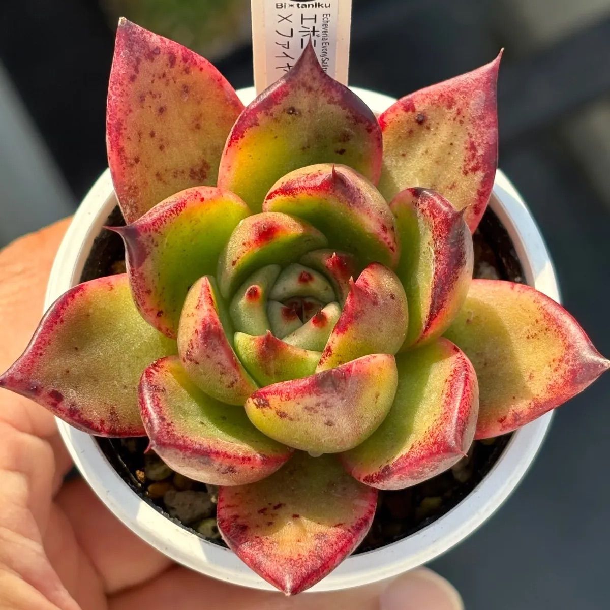 ☆オリジナル交配！☆ エボニーサリトレラ× ファイヤーピラー 多肉植物