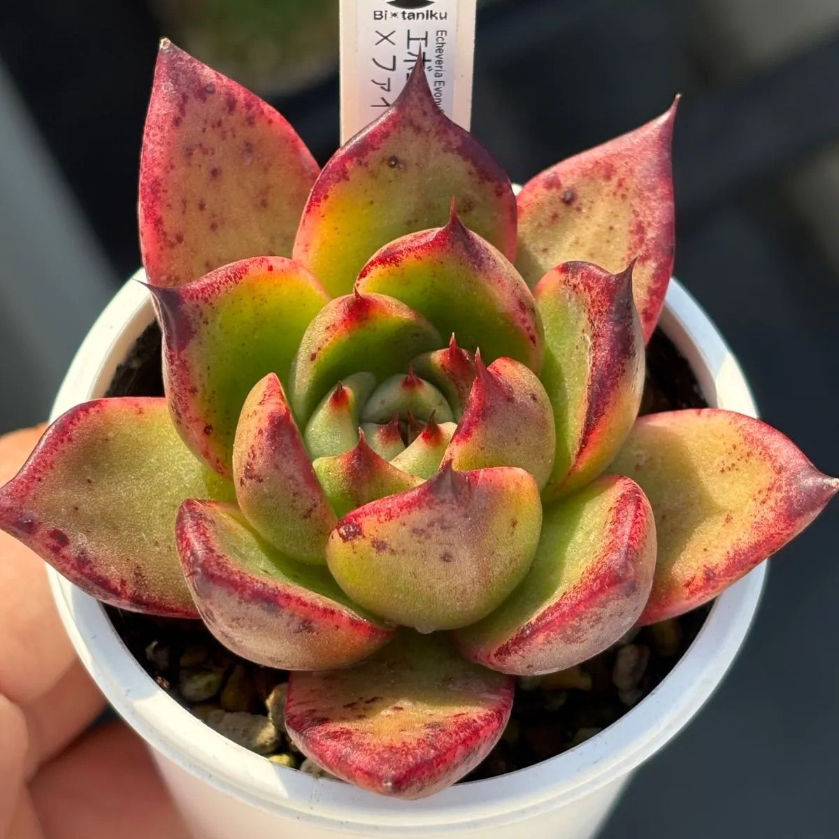 ☆オリジナル交配！☆ エボニーサリトレラ× ファイヤーピラー 多肉植物