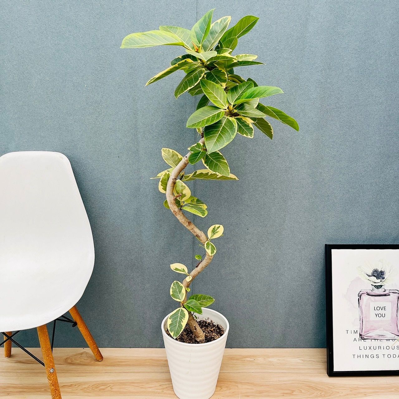 現品］♡おすすめ♡ 86番 フィカス アルテシマ 8号 観葉植物 室内 大型