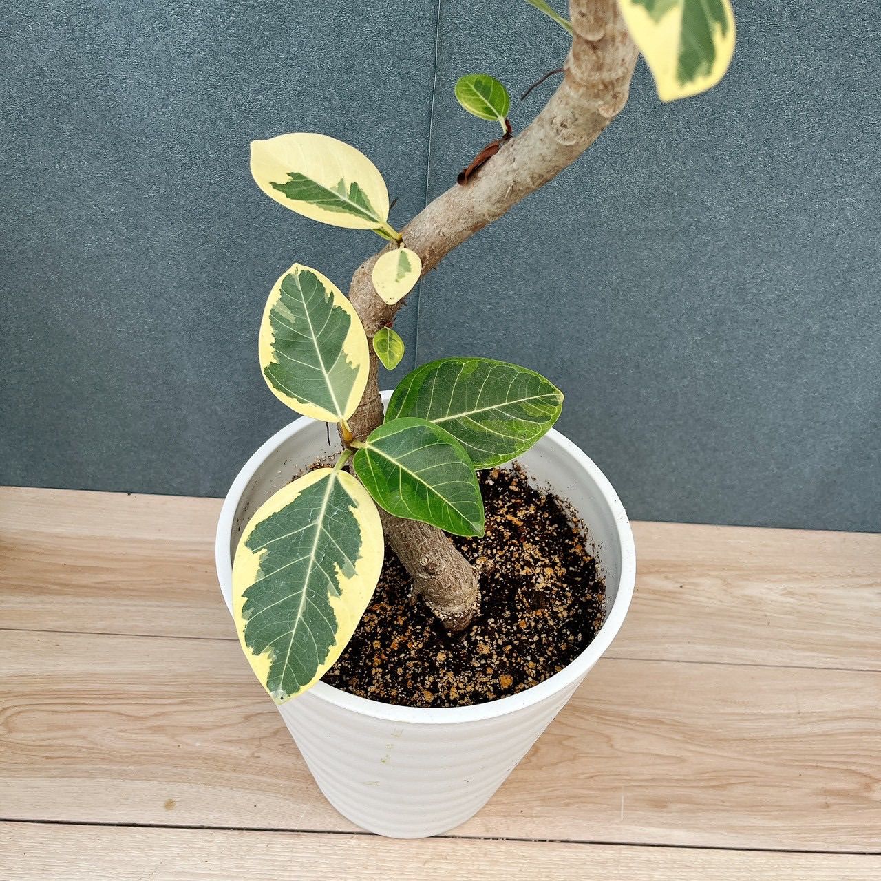 現品］♡おすすめ♡ 86番 フィカス アルテシマ 8号 観葉植物 室内 大型