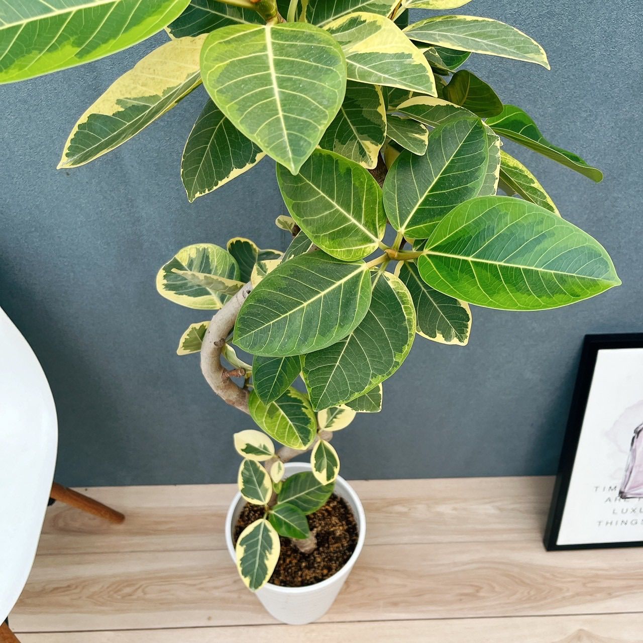 現品］♡おすすめ♡ 86番 フィカス アルテシマ 8号 観葉植物 室内 大型