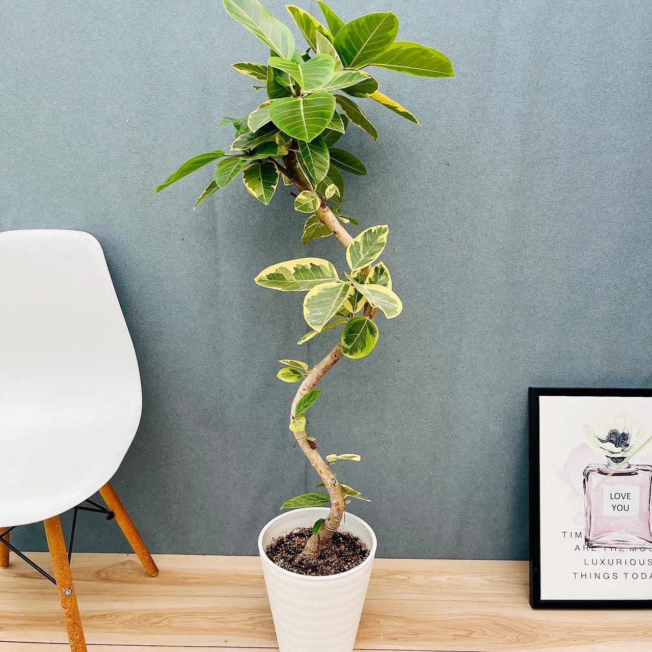 現品］♡おすすめ♡ 86番 フィカス アルテシマ 8号 観葉植物 室内 大型