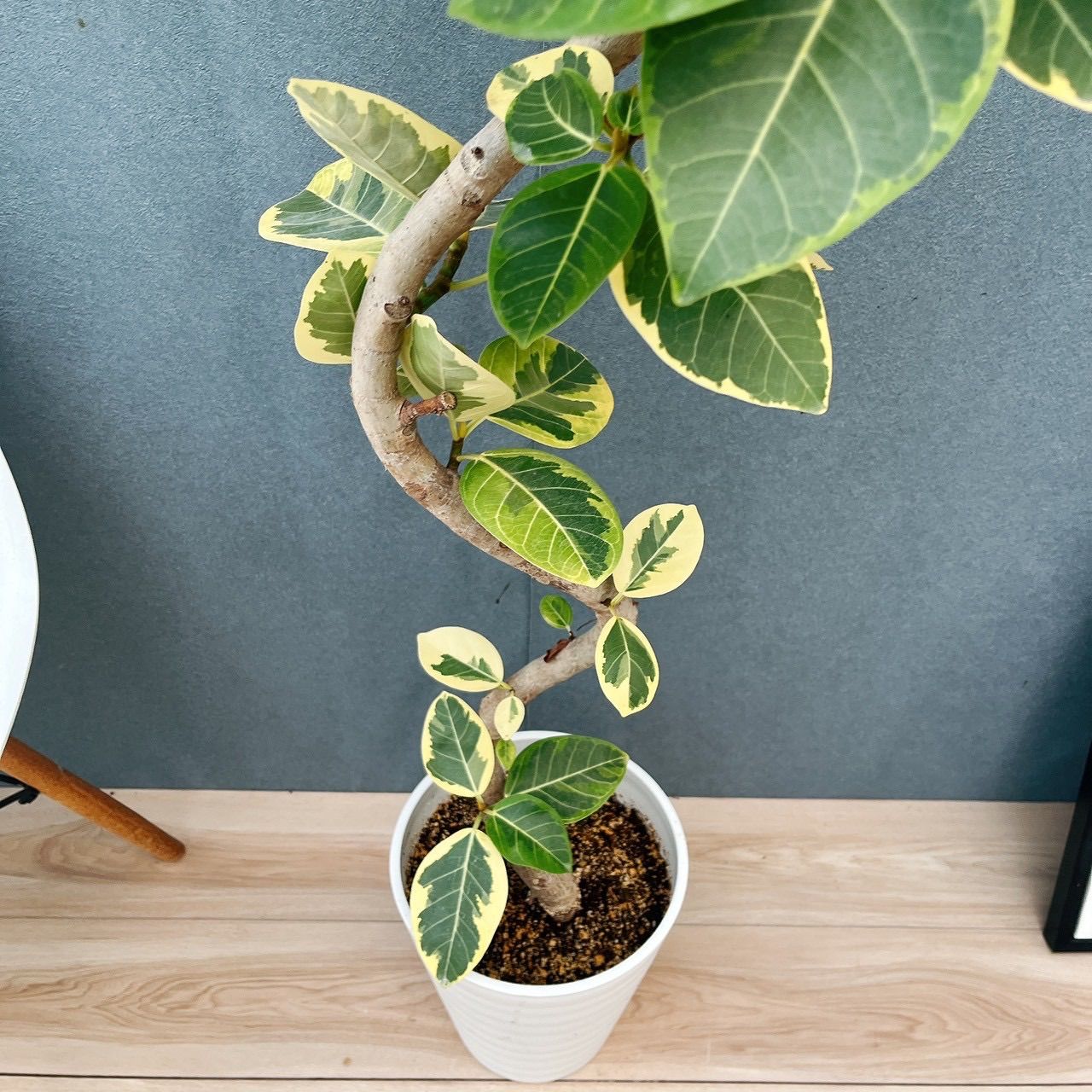 現品］♡おすすめ♡ 86番 フィカス アルテシマ 8号 観葉植物 室内 大型