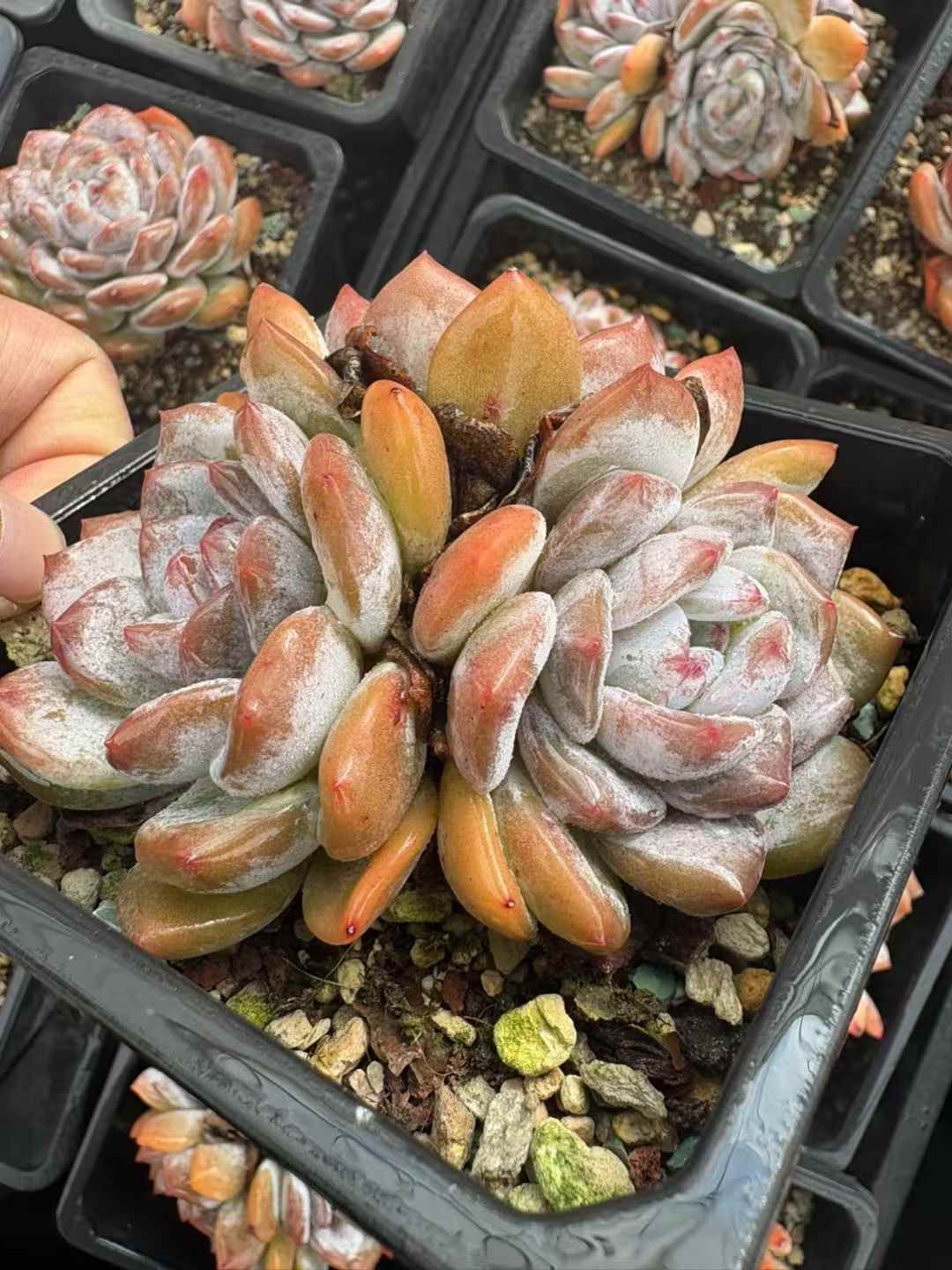 24株の抜き苗セット モンロー群生 多肉植物 佐川急便発送 エケベリア 韓国苗 XJB 708