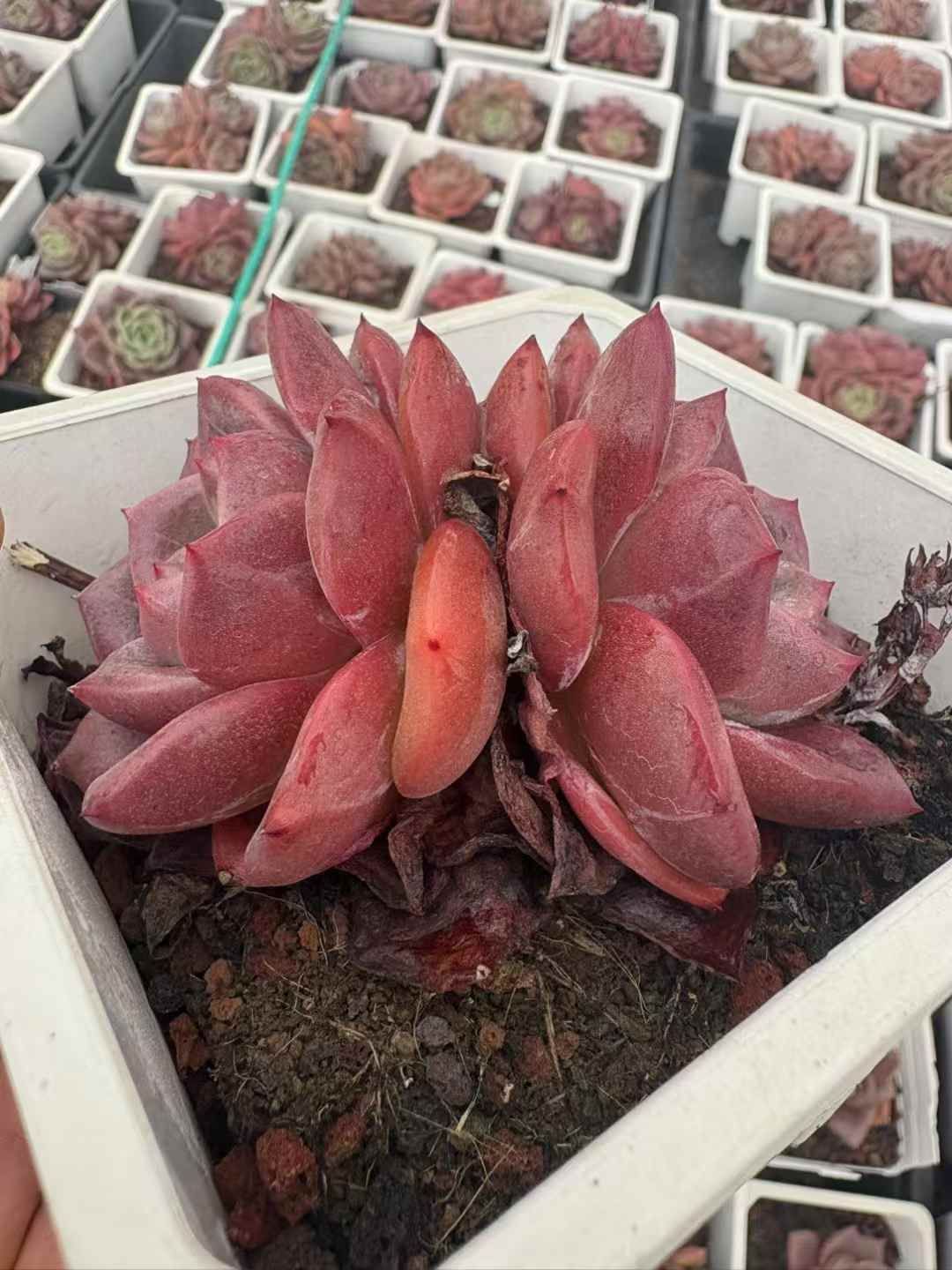 24株の抜き苗セット ヤマキャ 多肉植物 佐川急便発送 エケベリア 韓国苗 XJB 709