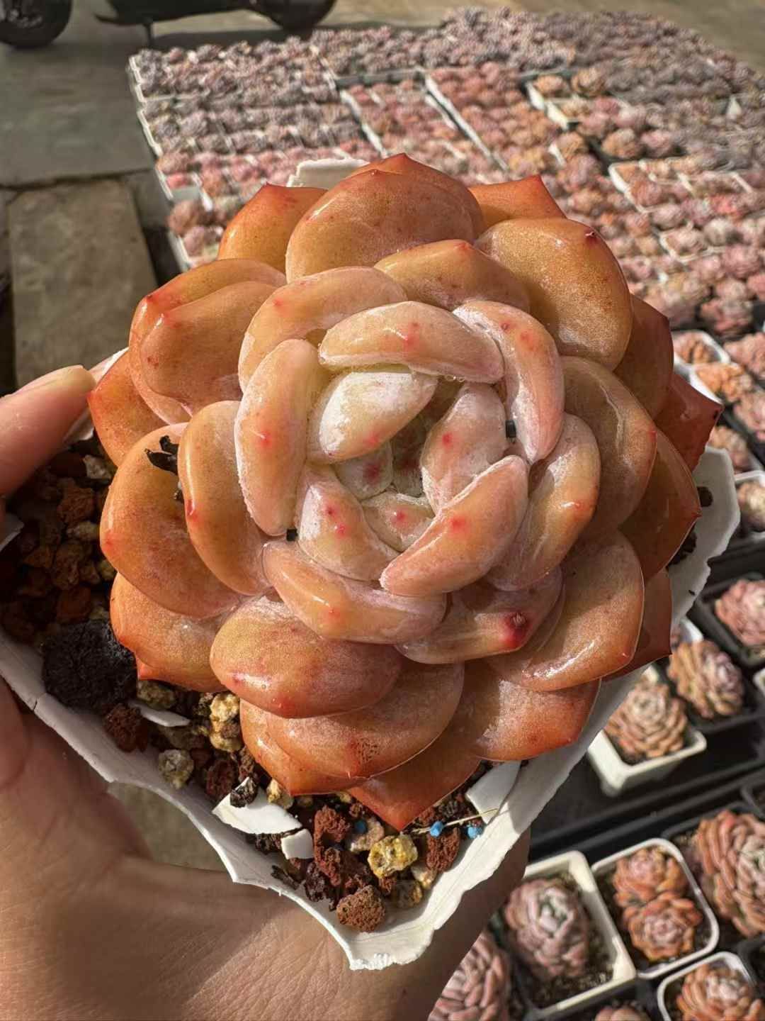 24株の抜き苗セット モンロー 多肉植物 佐川急便発送 エケベリア 韓国苗 XJB 711