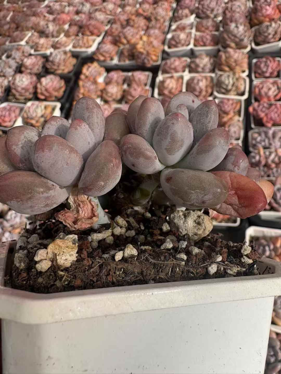 24株の抜き苗セット パルファム群生 多肉植物 佐川急便発送 エケベリア 韓国苗 XJB 712