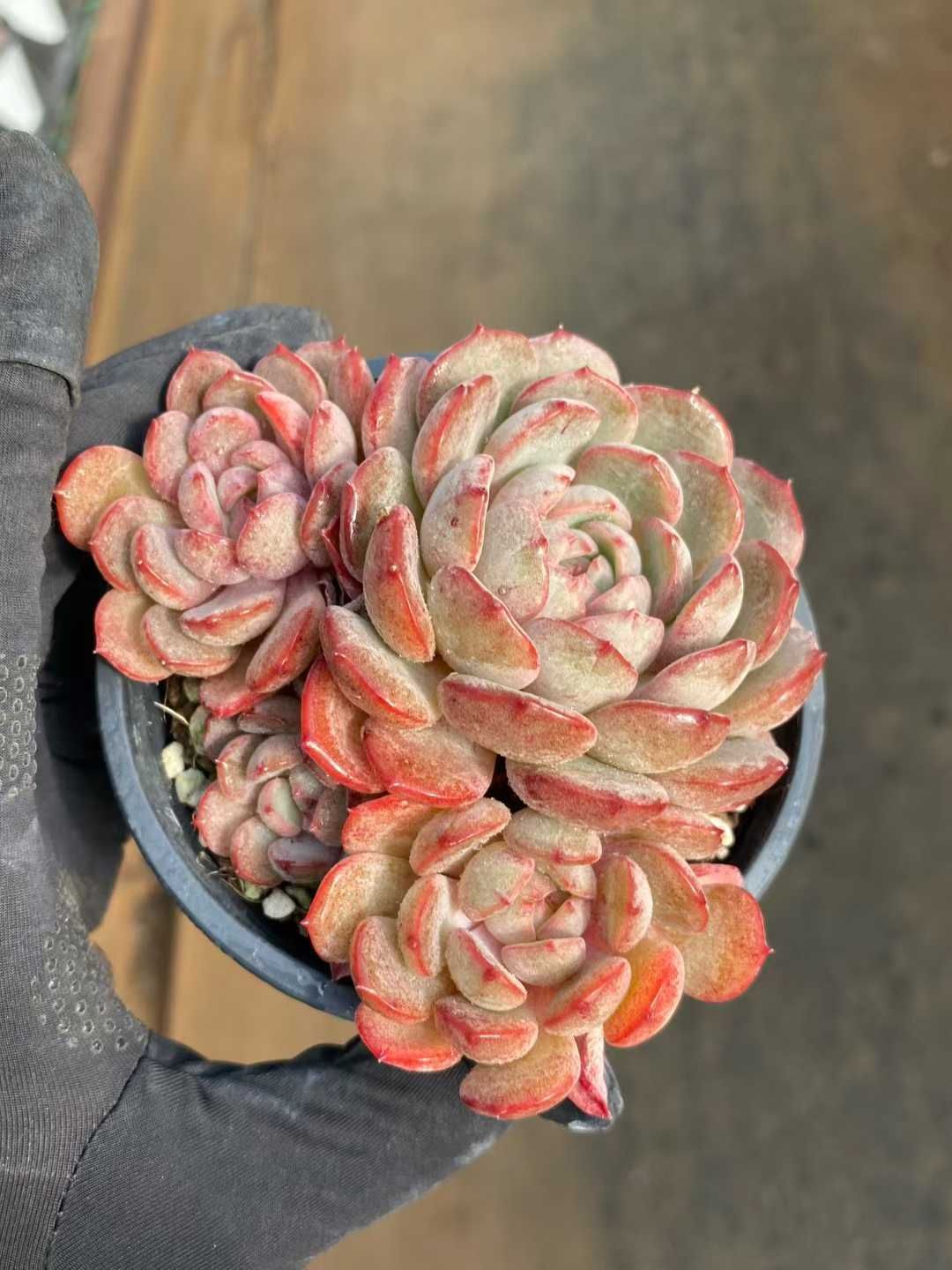 18株の抜き苗セット ゴールデンナゲット群生 多肉植物 佐川急便発送 エケベリア 韓国苗 MY 935