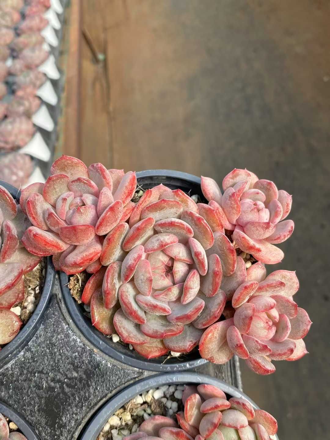 18株の抜き苗セット ゴールデンナゲット群生 多肉植物 佐川急便発送 エケベリア 韓国苗 MY 935