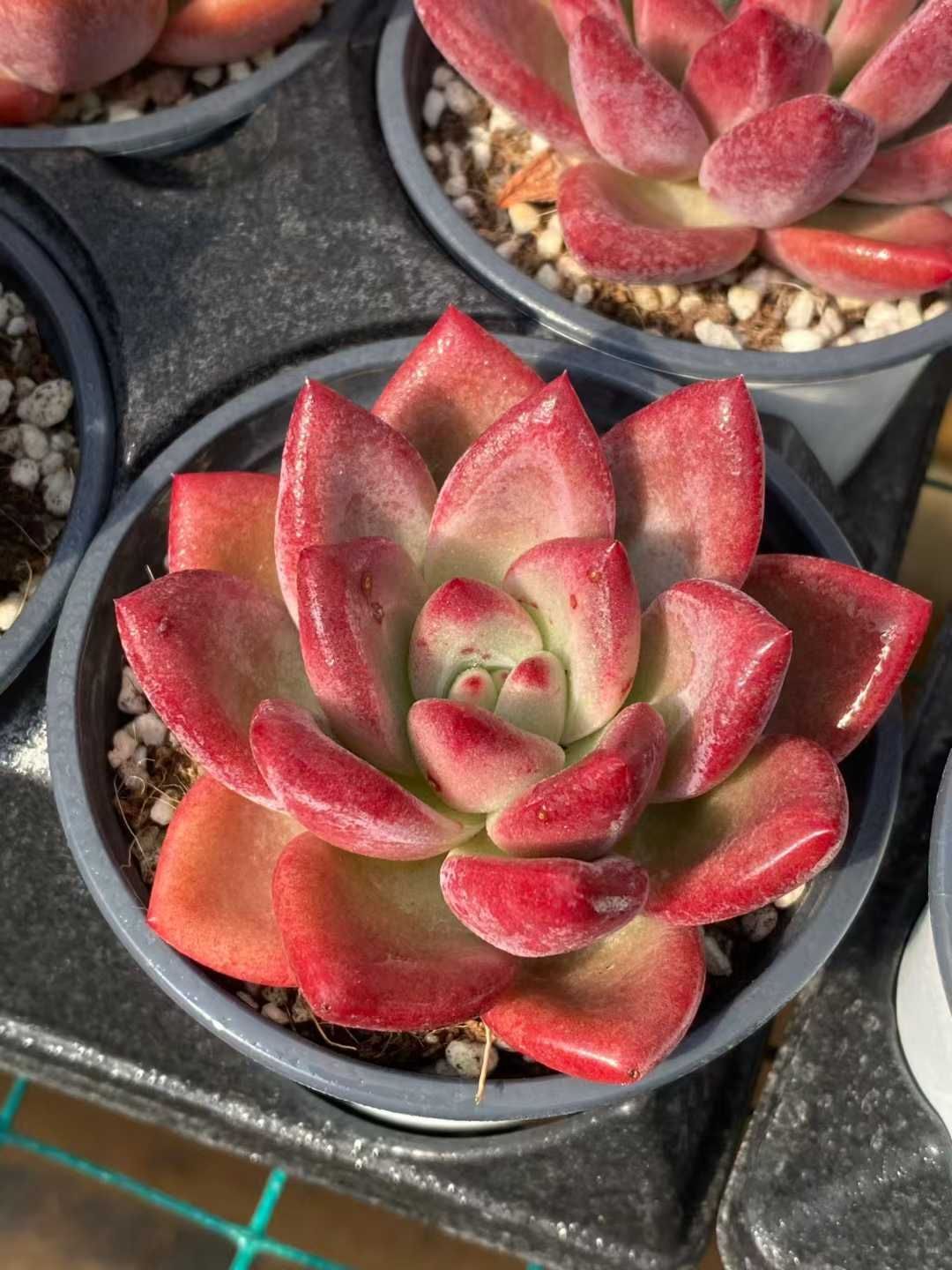 24株の抜き苗セット フランシス 多肉植物 佐川急便発送 エケベリア 韓国苗 MY 936