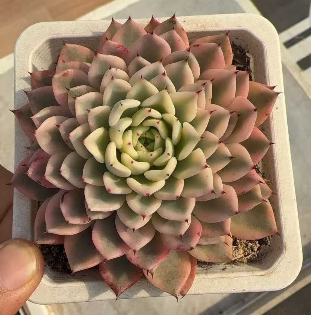 12株の抜き苗セット ギルバ錦 多肉植物 佐川急便発送 エケベリア 韓国苗 MY 937