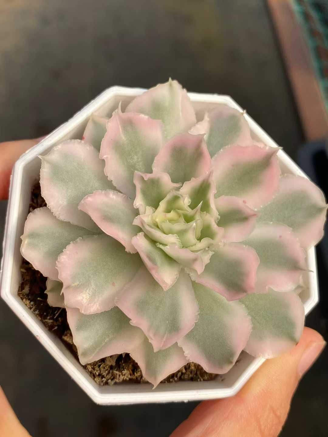 24株の抜き苗セット パープルバターフライ錦 多肉植物 佐川急便発送 エケベリア 韓国苗 MY 938