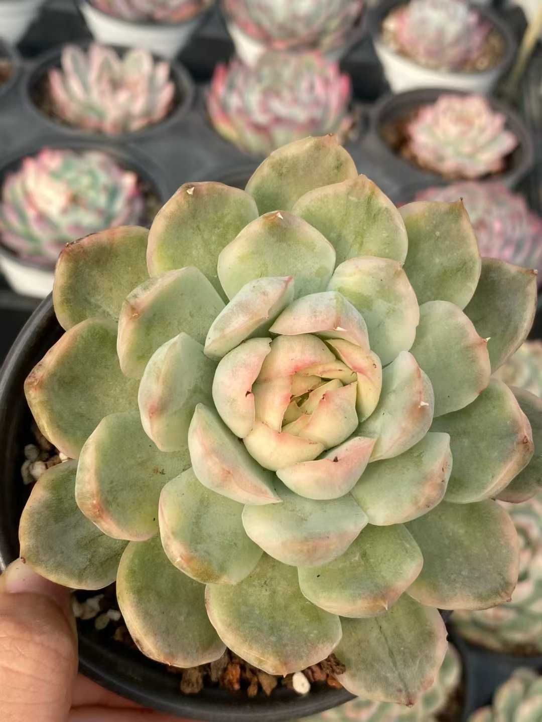 15株の抜き苗セット イチゴケーキ錦 多肉植物 佐川急便発送 エケベリア 韓国苗 MY 940