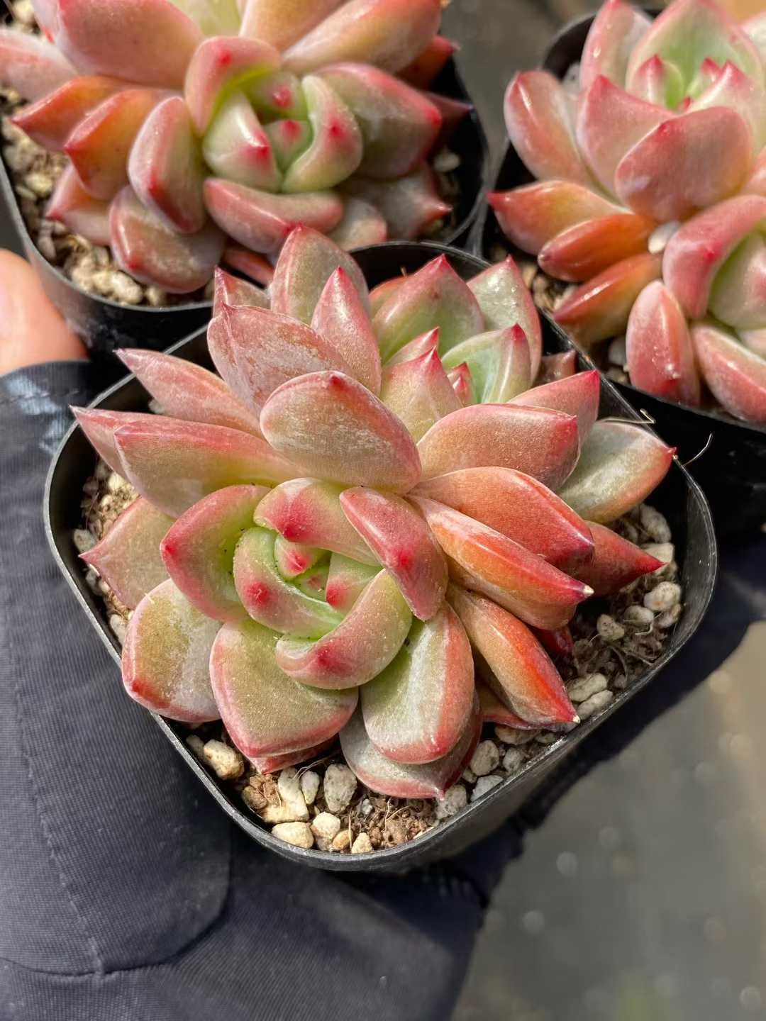 40株の抜き苗セット レッドシャンペーン2頭 多肉植物 佐川急便発送 エケベリア 韓国苗 MY 947