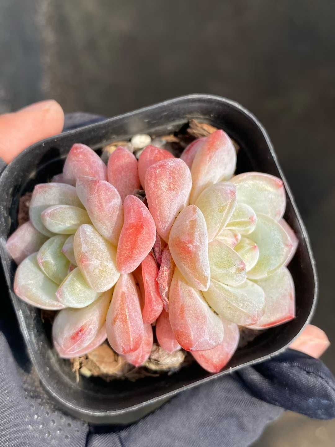 40株の抜き苗セット ピンク花 多肉植物 佐川急便発送 エケベリア 韓国苗 MY 948