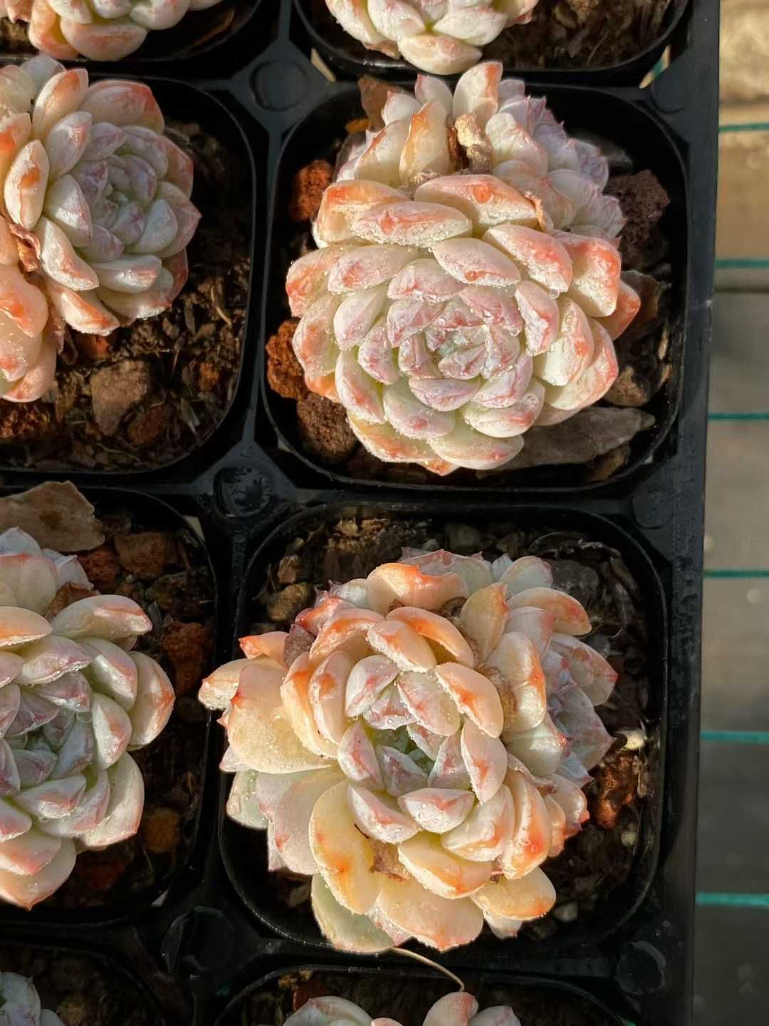 40株の抜き苗セット】カプチーノ群生 多肉植物 佐川急便発送