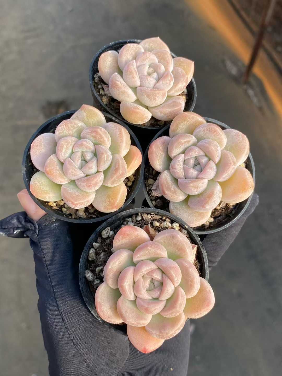 54株の抜き苗セット ミルクキャンディー 多肉植物 佐川急便発送 エケベリア 韓国苗 MY 951