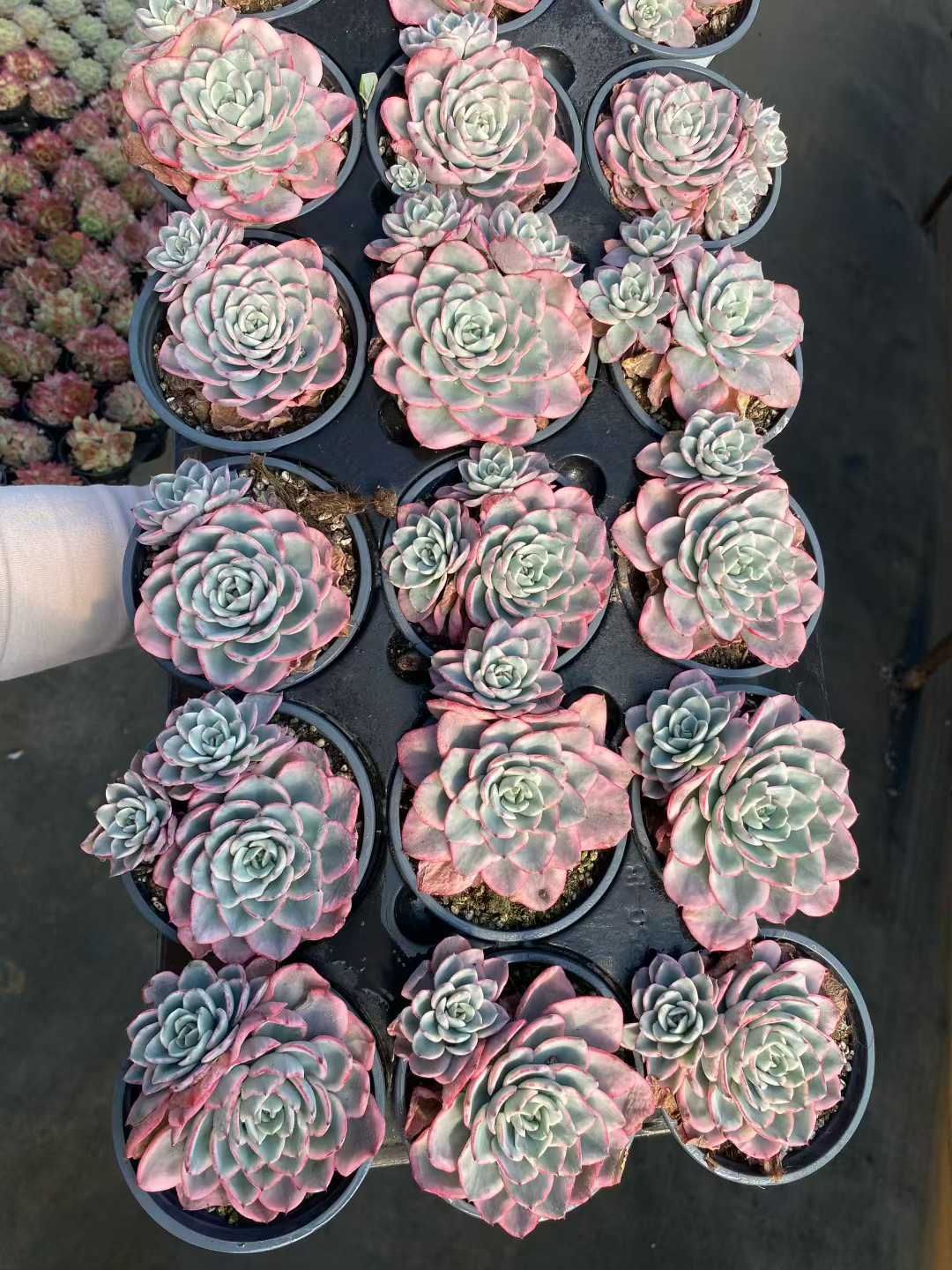 18株の抜き苗セット】アトランティス錦（小苗付き） 多肉植物 佐川急便