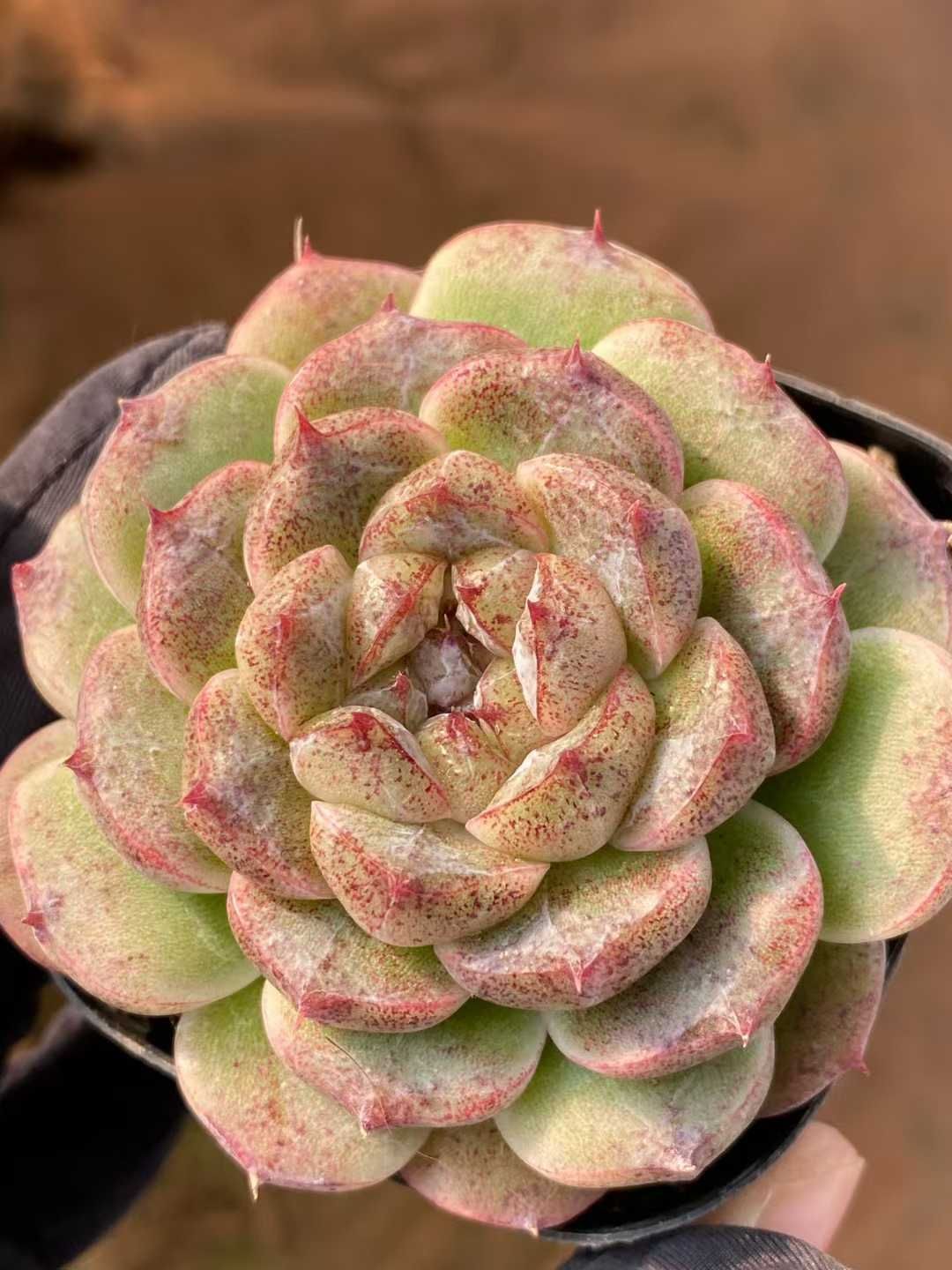 40株の抜き苗セット ブラックポイント単頭 多肉植物 佐川急便発送 エケベリア 韓国苗 MY 955