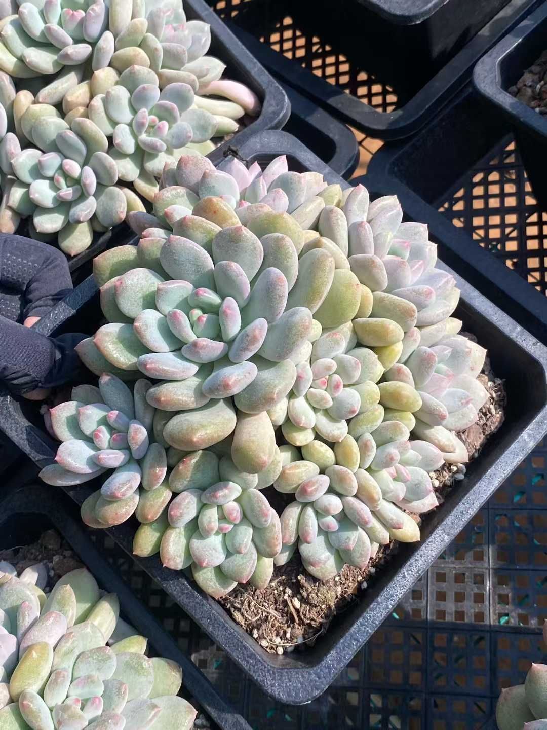 5株の抜き苗セット ゼルダ群生 多肉植物 佐川急便発送 エケベリア 韓国苗 MY 960