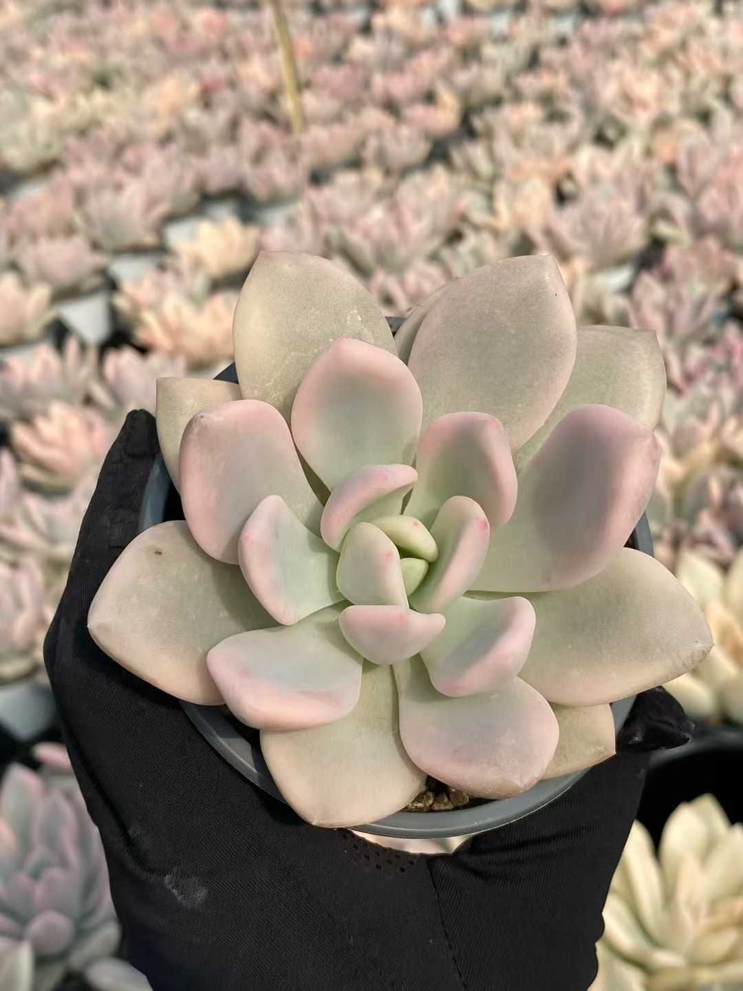 大人気 多肉植物 **オパリナ錦*肉厚*希少斑*エケベリア 多肉植物