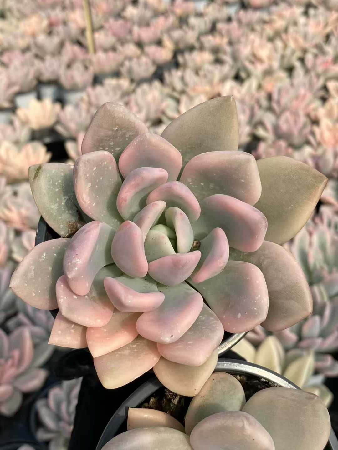 18株の抜き苗セット オパリナ錦 多肉植物 佐川急便発送 エケベリア 韓国苗 MY 961