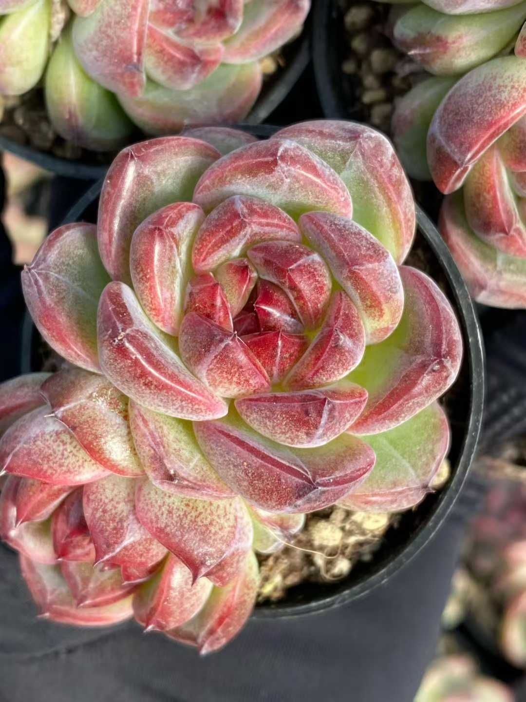 54株の抜き苗セット ブルーベリー2頭 多肉植物 佐川急便発送 エケベリア 韓国苗 MY 964