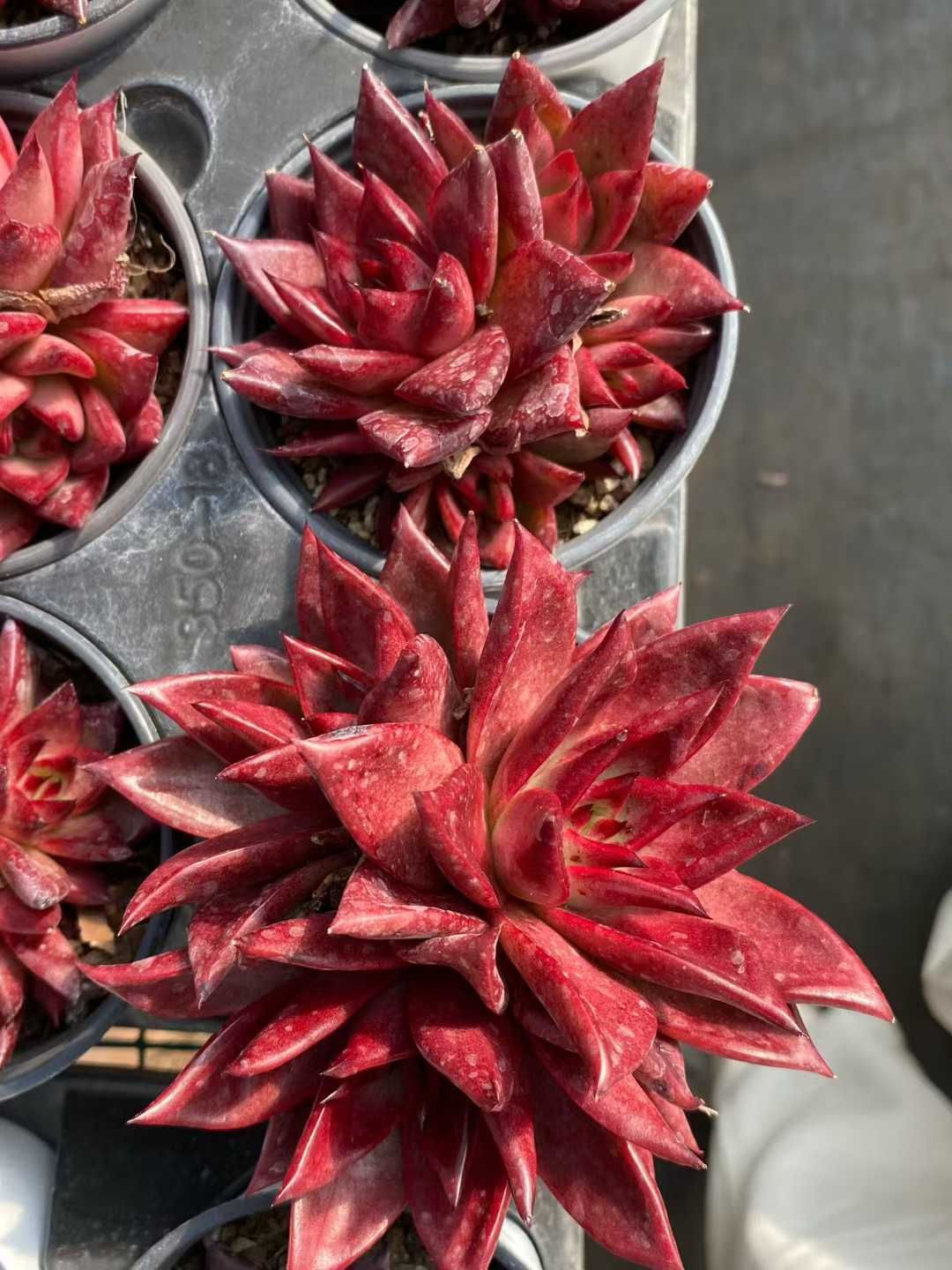 18株の抜き苗セット ロビン群生 多肉植物 佐川急便発送 エケベリア 韓国苗 MY 966