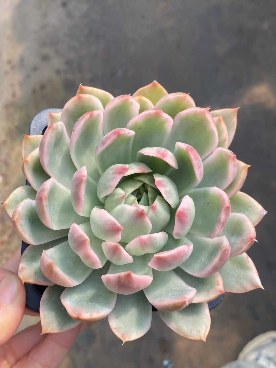 15株の抜き苗セット クリスタル恋人錦 多肉植物 佐川急便発送 エケベリア 韓国苗 MY 973