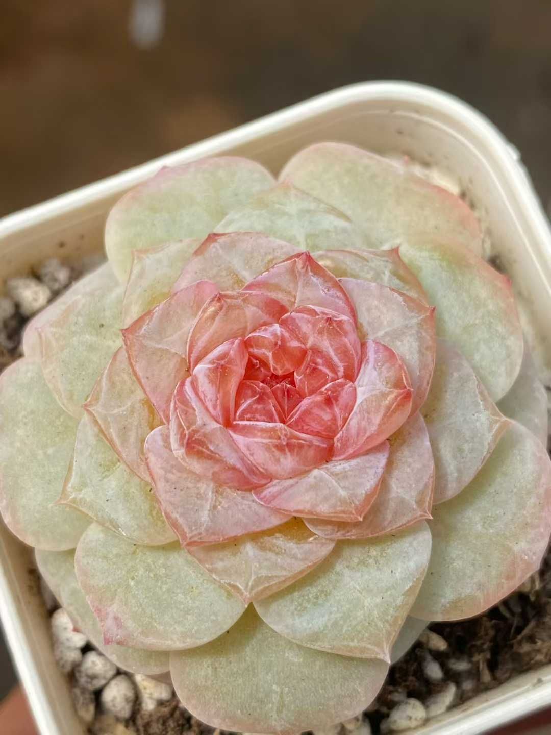 48株の抜き苗セット ピンクハート 多肉植物 佐川急便発送 エケベリア 韓国苗 MY 974