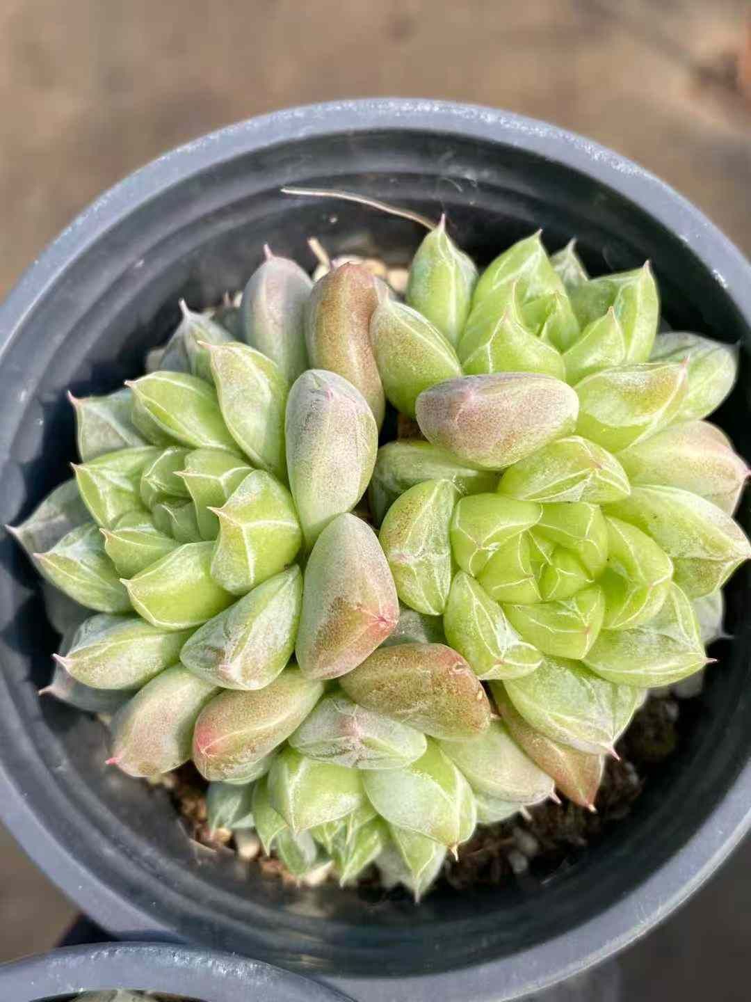 18株の抜き苗セット グリーンクリスタル群生 多肉植物 佐川急便発送 エケベリア 韓国苗 MY 975