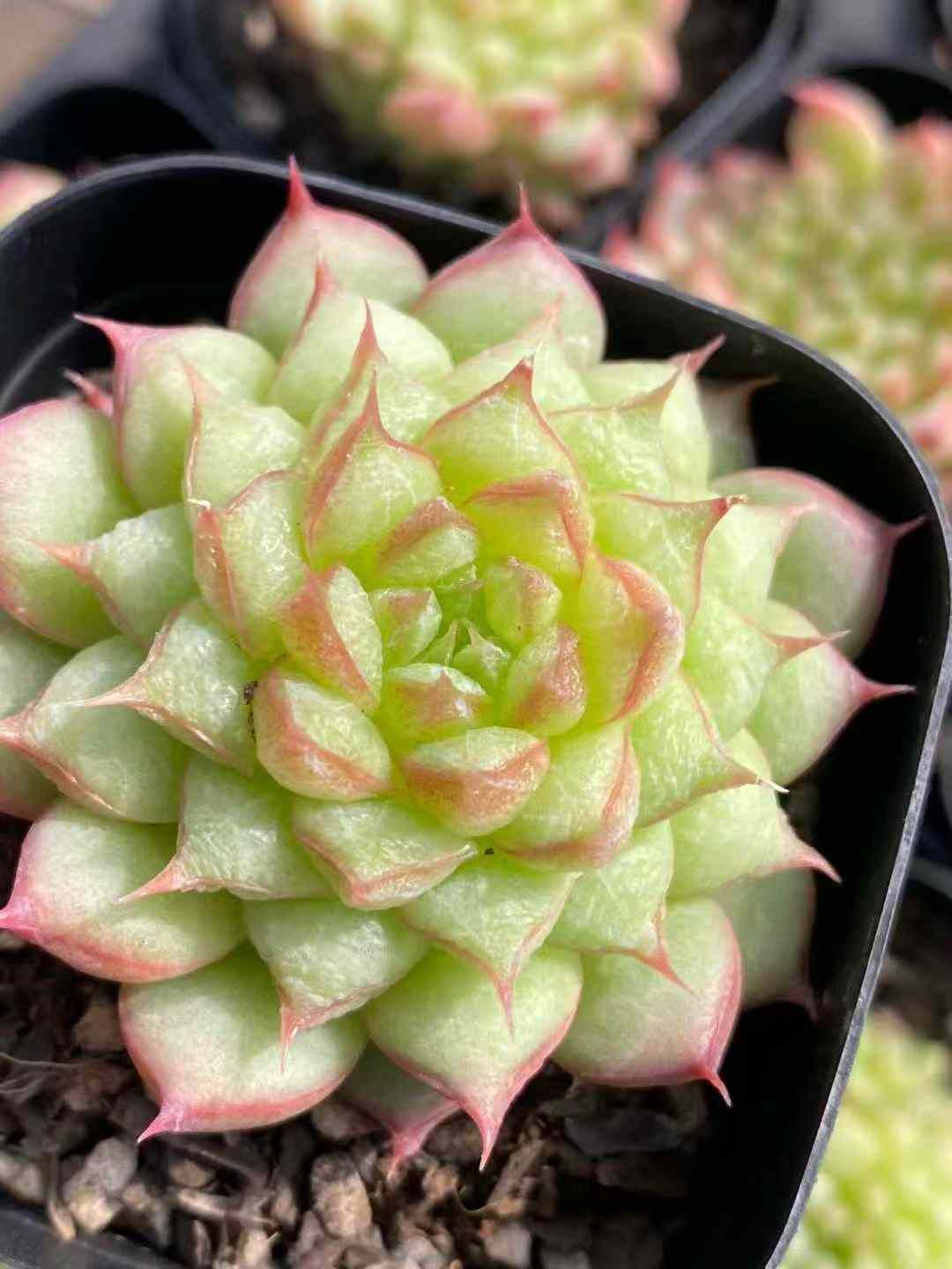 40株の抜き苗セット レッドポイント 多肉植物 佐川急便発送 エケベリア 韓国苗 MY 980