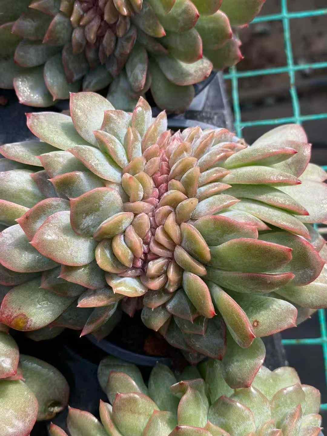 18株の抜き苗セット シューガドロドロ石化 多肉植物 佐川急便発送 エケベリア 韓国苗 MY 981