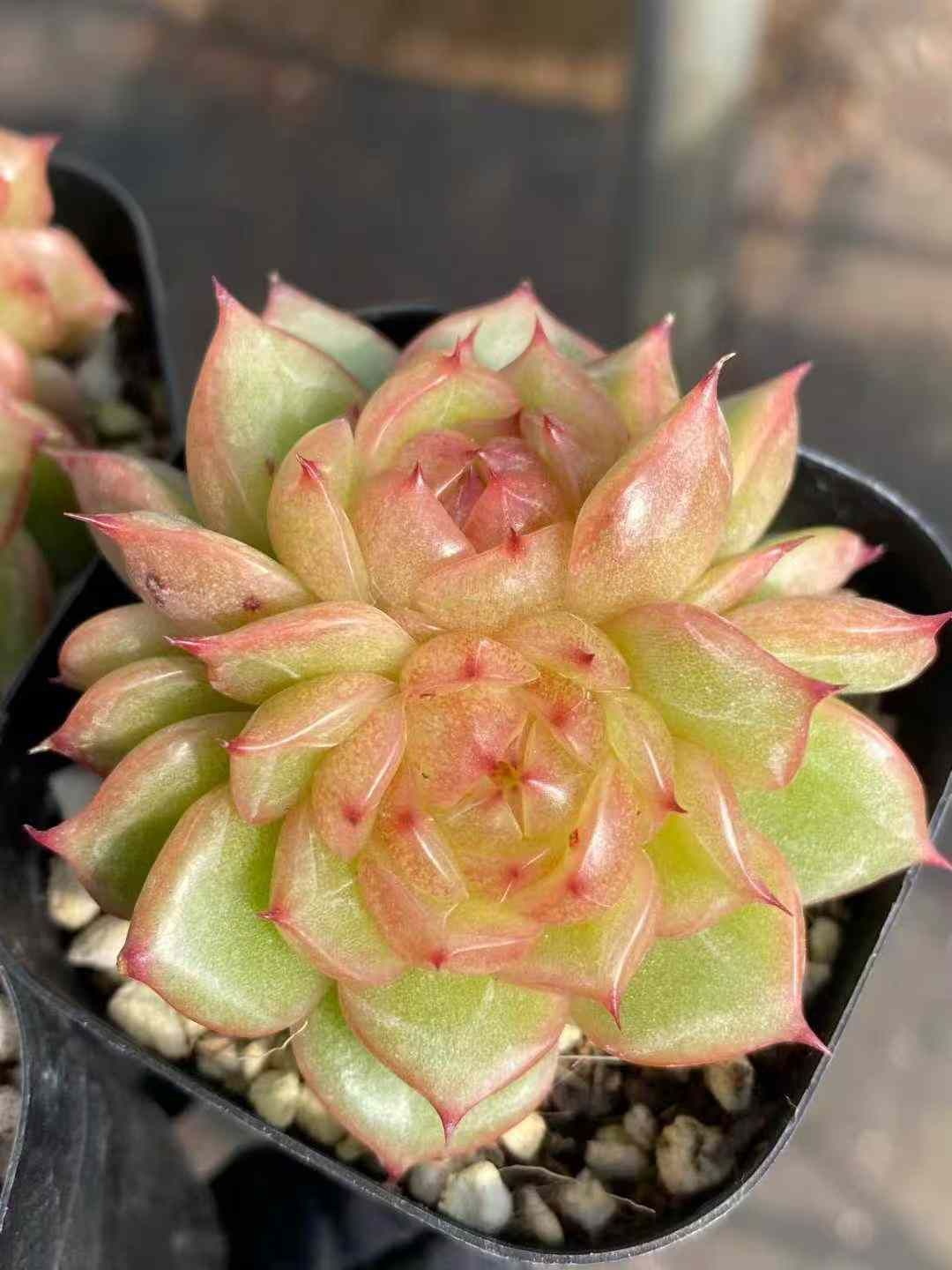 40株の抜き苗セット オレンジクリスタル2頭 多肉植物 佐川急便発送 エケベリア 韓国苗 MY 984