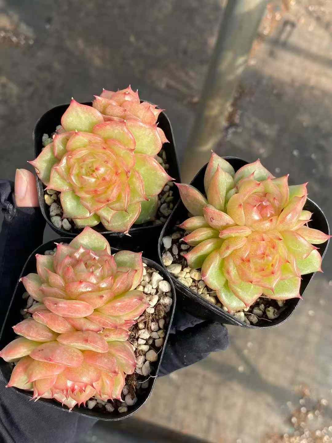 アーオーァライ　多肉植物　エケベリア　抜き苗　二頭1苗 アーオーァライ 多肉植物 エケベリア 抜き苗 二頭1苗 【公式通販】