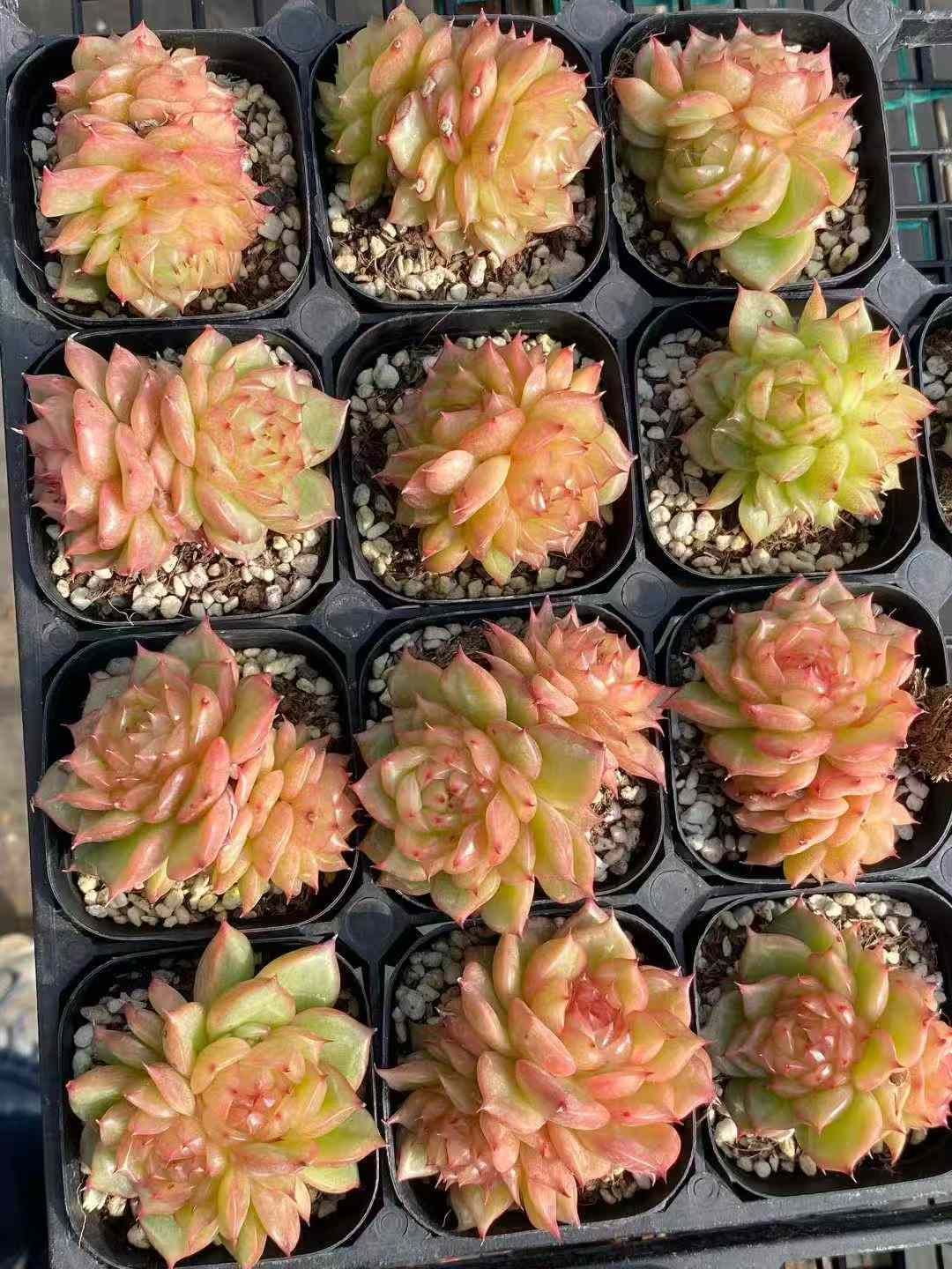 40株の抜き苗セット】オレンジクリスタル2頭 多肉植物 佐川急便発送