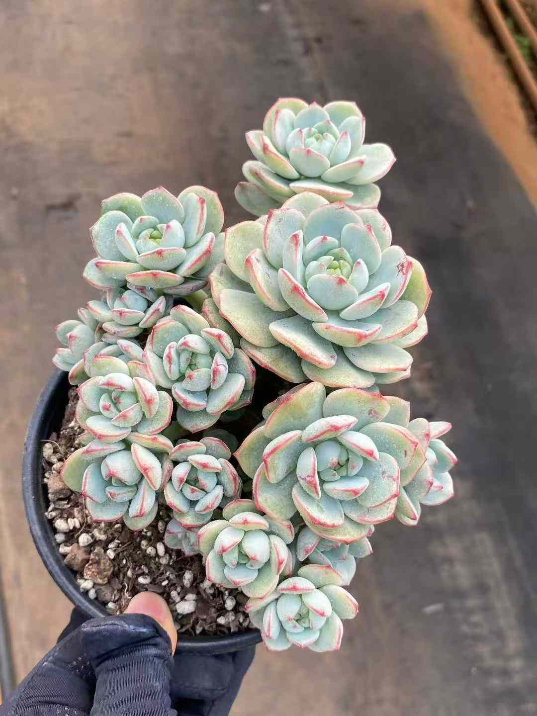 15株の抜き苗セット】プジィ群生 多肉植物 佐川急便発送 エケベリア