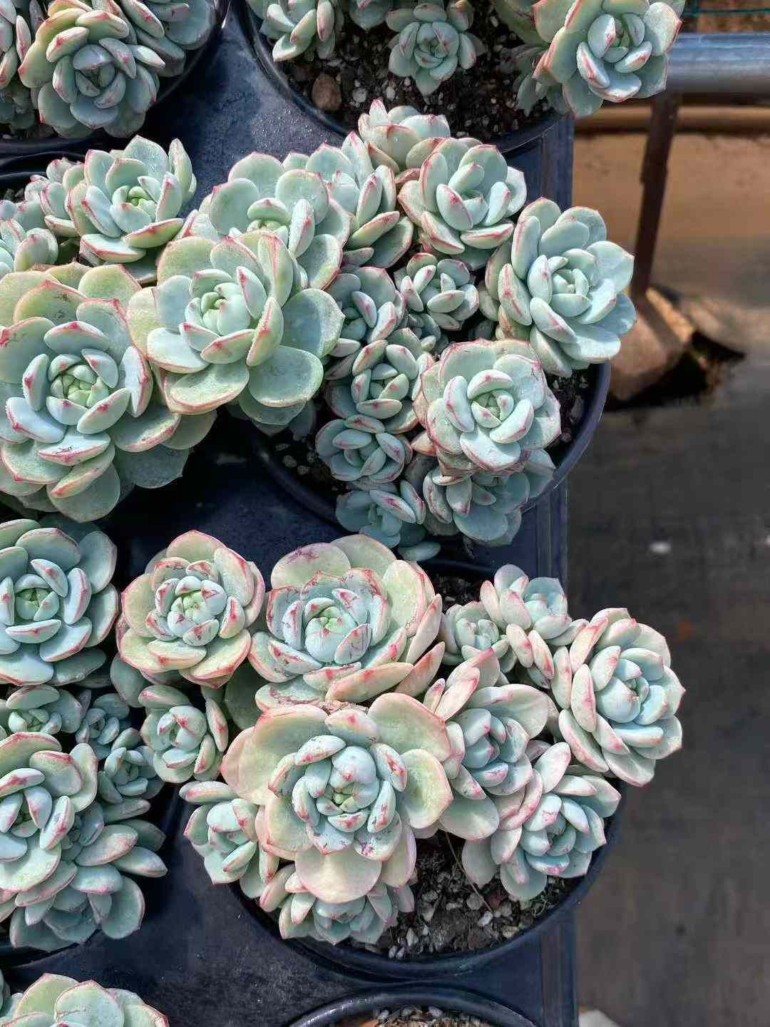 15株の抜き苗セット】プジィ群生 多肉植物 佐川急便発送 エケベリア